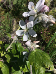 Malacothamnus clementinus