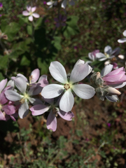 Malacothamnus clementinus