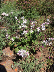 Malacothamnus clementinus