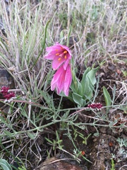 Fritillaria pluriflora