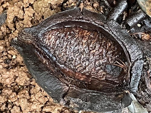 Cardwellia sublimis observed 2026-04-29