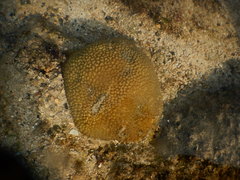 Hydnophora microconos