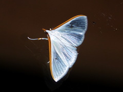 Diaphania costata