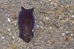Chelidonura