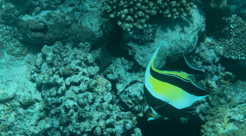 Zanclus cornutus