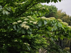 Cornus controversa, photograph (c) WATANABE Hitoshi 渡辺仁, some rights reserved (CC BY)