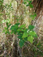Toxicodendron radicans image