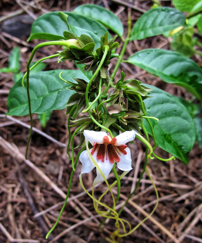 Strophanthus preussii, photograph 4