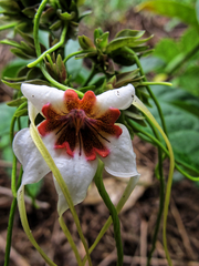Strophanthus preussii, photograph (c) Philippe Hornus, some rights reserved (CC BY)