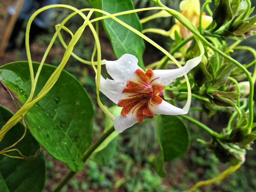 Strophanthus preussii, photograph 5