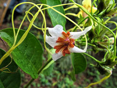 Strophanthus preussii, photograph (c) Philippe Hornus, some rights reserved (CC BY)