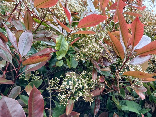 Photinia × fraseri, photograph 6
