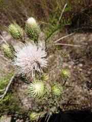 Trichiotinus rufobrunneus