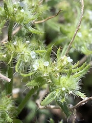 Cryptantha maritima maritima