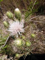 Trichiotinus rufobrunneus