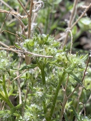 Cryptantha maritima maritima