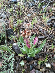 Fritillaria pluriflora