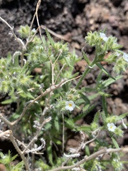 Cryptantha maritima maritima