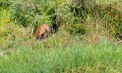 Hydrochoerus isthmius