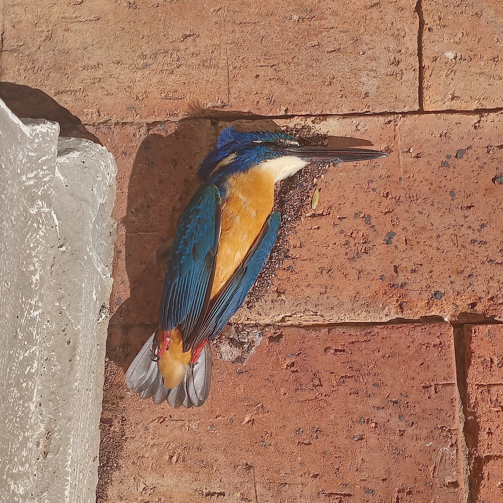 Half-collared Kingfisher (Alcedo semitorquata), photo 7