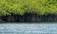 Rhizophora mangle