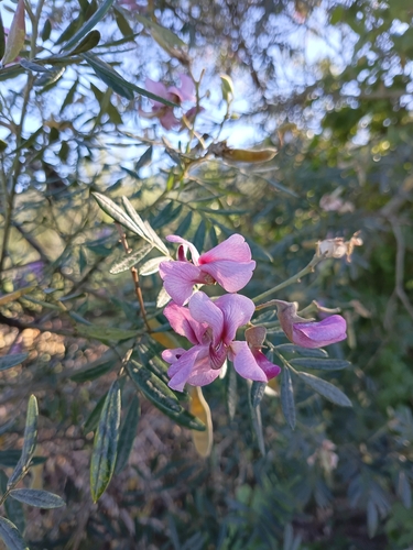 Virgilia divaricata