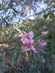 Virgilia divaricata, photograph (c) Burgert Jordaan, some rights reserved (CC BY)