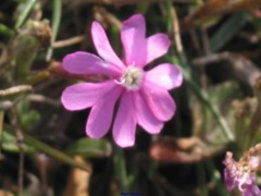 Silene littorea