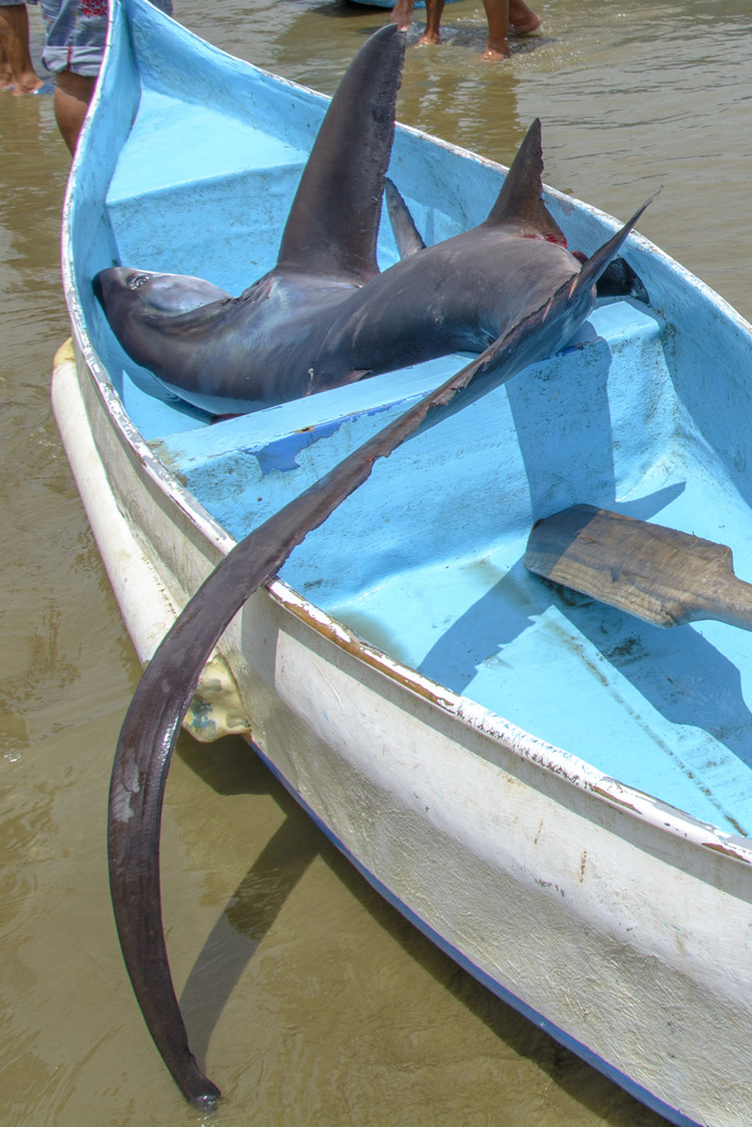 Fox shark