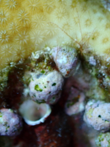 Coralliophila galea observed 2026-04-25
