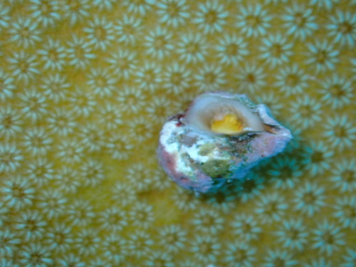 Coralliophila galea observed 2026-04-25