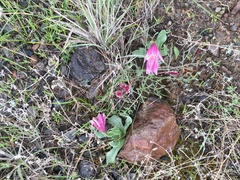 Fritillaria pluriflora