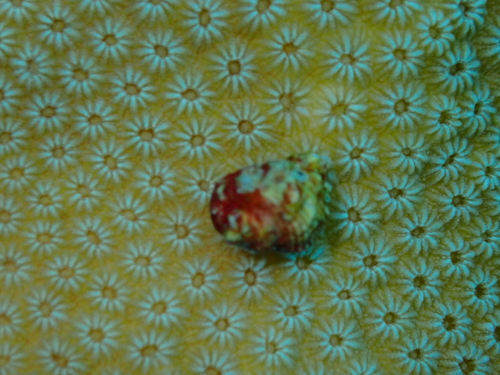 Coralliophila galea observed 2026-04-25