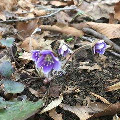 Hepatica