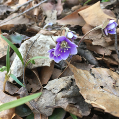Hepatica
