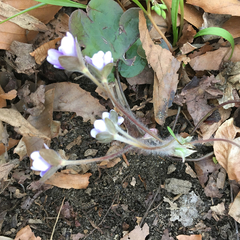 Hepatica