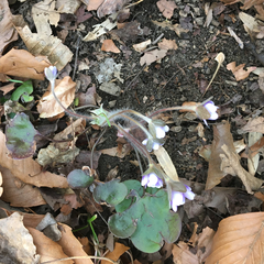 Hepatica