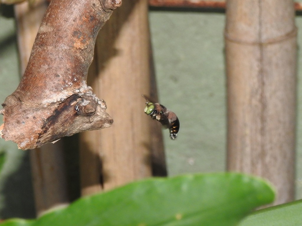 Xylocopa macrops