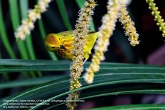 Setophaga petechia rufivertex