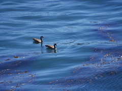 Branta canadensis moffitti