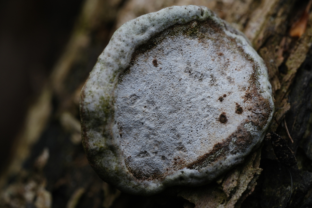 Fomes fomentarius · April 2026 · photo: © alexis_orion (iNaturalist, cc-by)