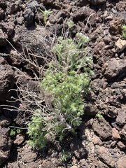 Cryptantha maritima maritima