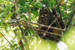 Aotus lemurinus