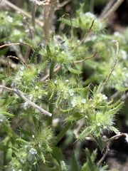 Cryptantha maritima maritima