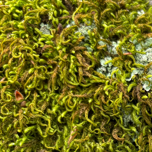 Herpetineuron toccoae observed 2026-04-29