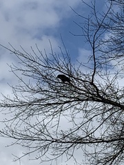 Corvus brachyrhynchos caurinus