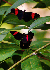 Heliconius erato hydara