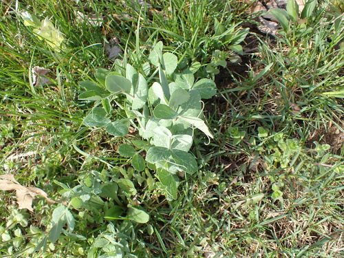 Lathyrus oleraceus