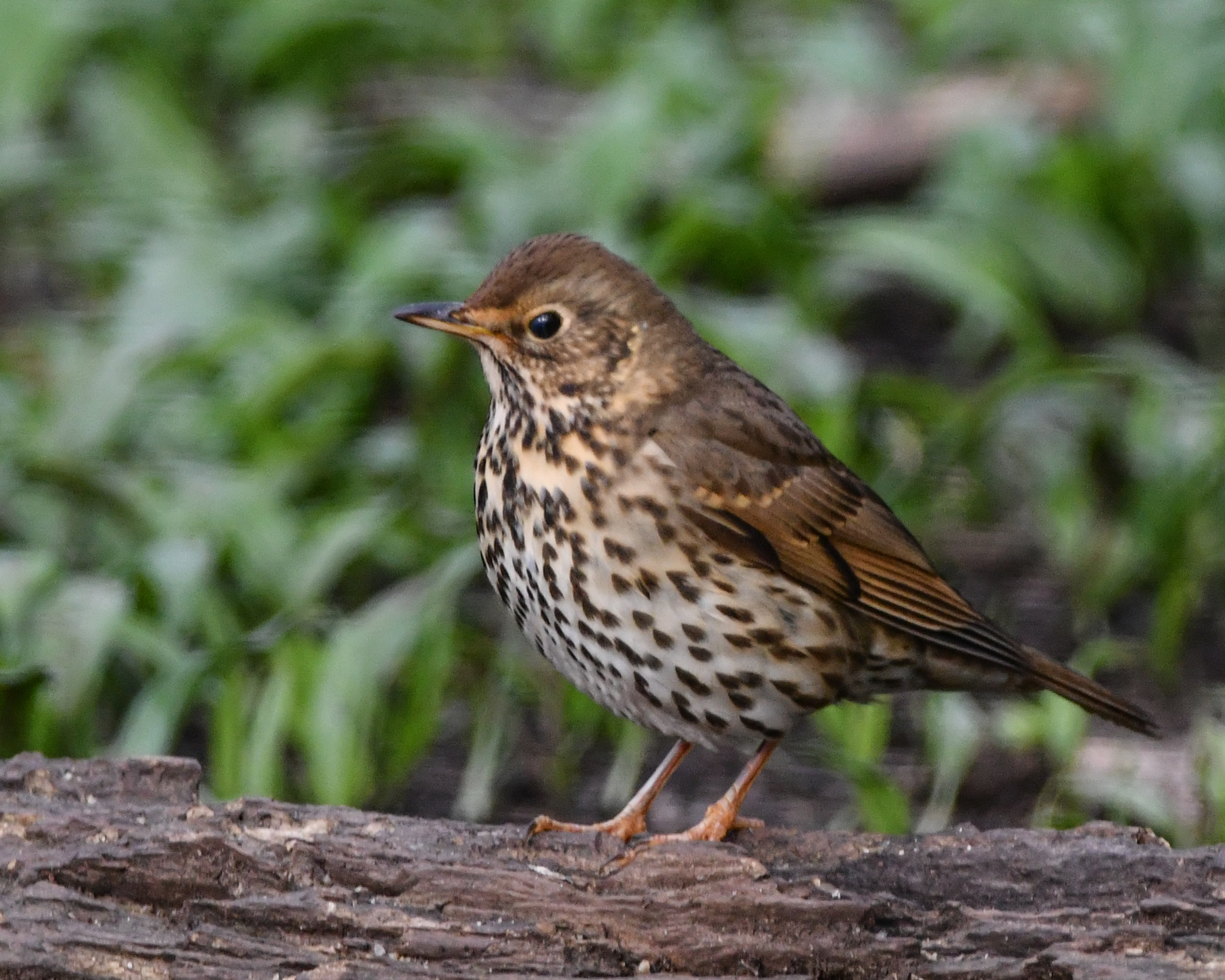 Song Thrush (Turdus philomelos)