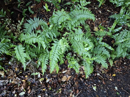 Asplenium bulbiferum observed 2026-04-29